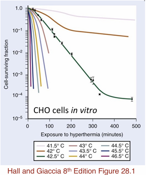 <p>43 C has a similar shape to X-ray survival curve.</p><p>Below 43 the cells <em>develop tolerance <u>during </u>heating</em></p><p>Above 43 C — <u>Very steeep curves</u>.. different mechanism than x-rays</p>