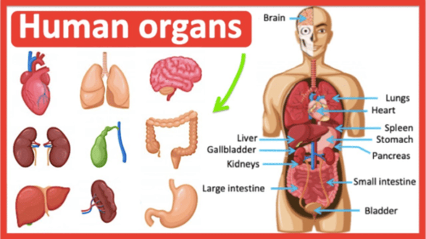 <p>At the organ level, two or more tissue types combine to form ______________.</p><p>A) cells</p><p>B) organs</p><p>C) systems</p><p>D) molecules</p>
