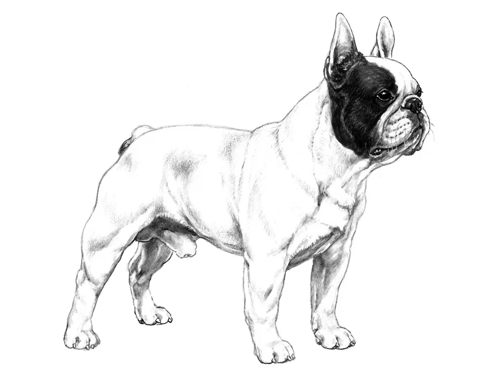 <p>Fransk bulldog</p>