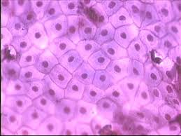 <p>Single layer of flat cells; permits diffusion/filtration and secretes lubricants.</p>