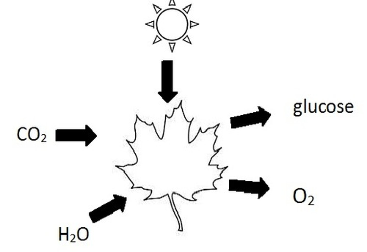 <p>A process where plants and algae synthesise glucose from carbon dioxide and water, using light energy from the sun</p>