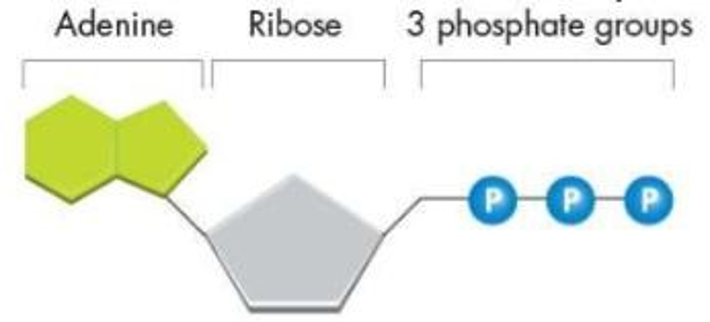 <p>ATP consists of adenine, a 5-carbon sugar called ribose, and three phosphate groups</p>