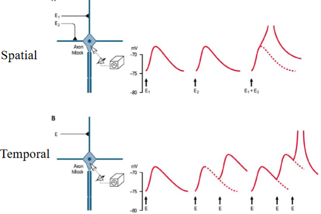 <p>Spatial: Multiple presynaptic neurons fire at the same time onto the same postsynaptic neuron.</p><p>Temporal: A single presynaptic neuron fires rapidly in succession.</p><p><em>(Spatial all ends on the Same Space. Temporal goes loads of Times)</em></p>