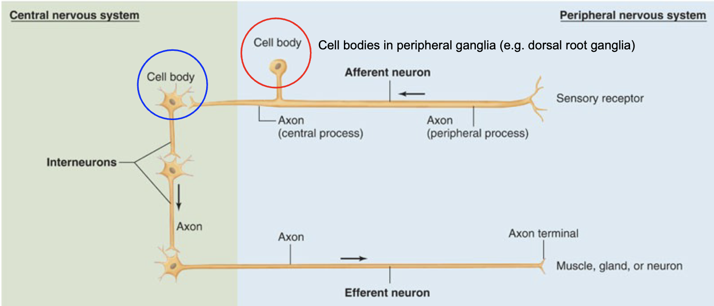 <ul><li><p>Groups of afferent and efferent neurons form the nerves of the PNS (they are all bundled together).</p></li><li><p>Note that a nerve fiber is a single axon, and a nerve is a bundle of axons</p></li></ul><p></p>