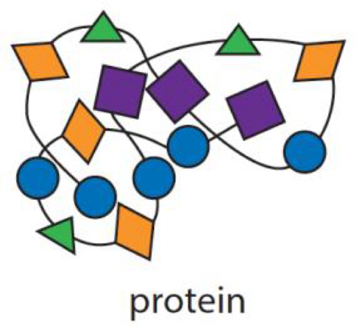 <p>the tertiary structure is the precise compact structure, unique to the protein that arises when <strong>the molecule is further folded and held in a particular complex shape</strong>. (e.g. lysozyme)</p>