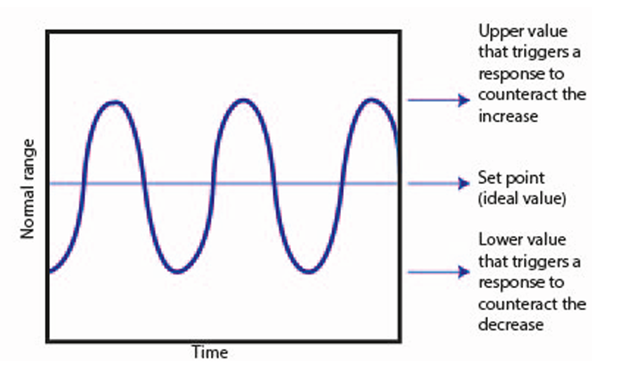 <p>A change in a system produces a second change, which reverses the first change</p>