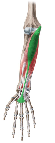 <p>What is this muscle called?</p>