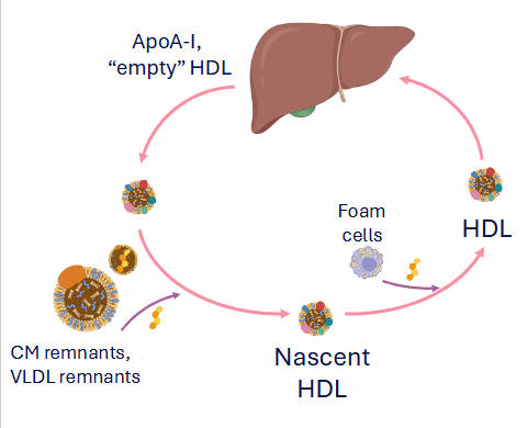 <p>Reverse Cholesterol Transport</p>