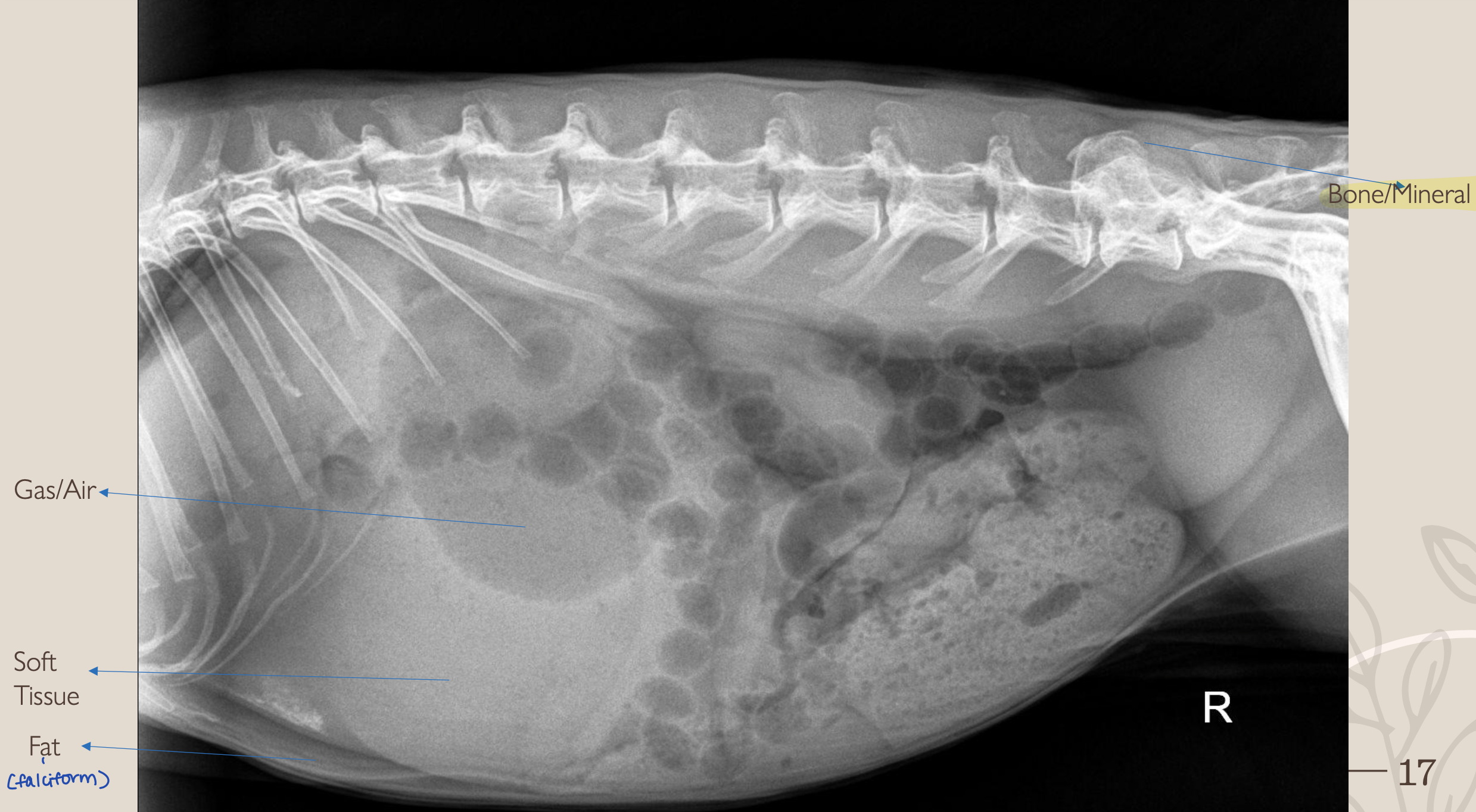 <p>Bone/Mineral</p>