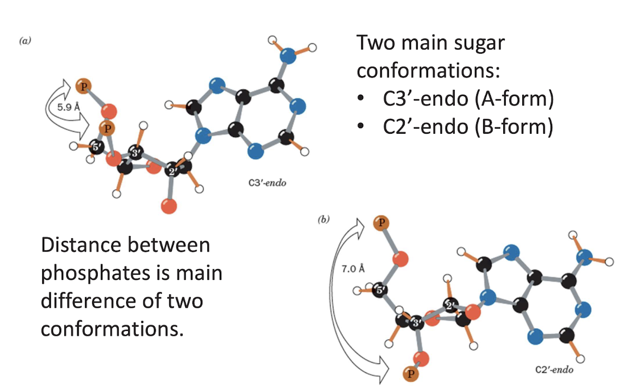 <p>Two main sugar conformations: </p><ul><li><p>C3’-endo (A-form)&nbsp;</p></li><li><p>C2’-endo (B-form)&nbsp;</p></li></ul><p>Distance between phosphates is main difference of two conformations&nbsp;</p>