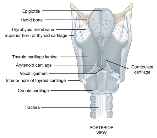 <p>arytenoid cartilages</p>