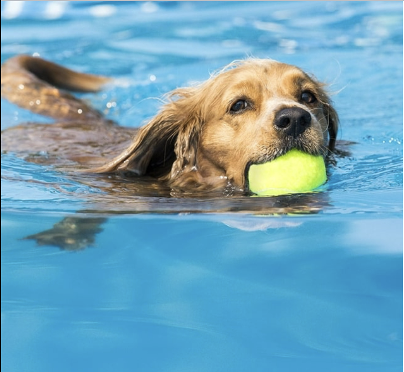 <p>Perspective on exercise with OA</p>