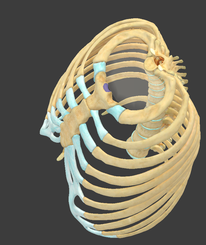 <p>What is the highlighted structure?</p>