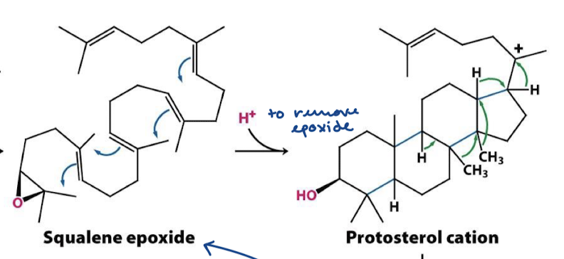 <p>Protonation of squalene 2,3-epoxide</p>