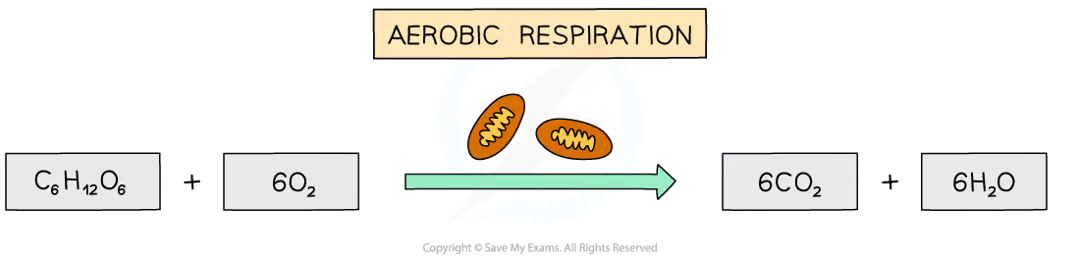 <p><strong>the chemical reaction in cells that uses oxygen to break down nutrient molecules to release energy</strong></p><p>it involves the <strong>complete breakdown of glucose </strong>to release a relatively <strong>large </strong>amount of energy</p><p><strong>carbon dioxide and water </strong>are produced as waste products, as well as releasing useful cellular energy</p>