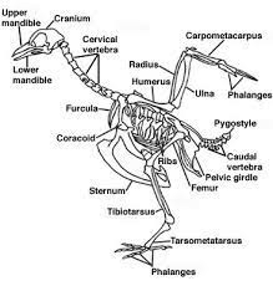 <p>Cervical</p>