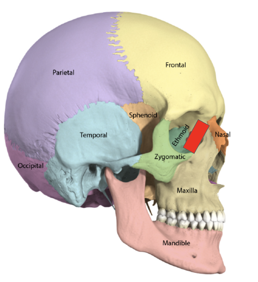 <p>Name the covered bone</p>