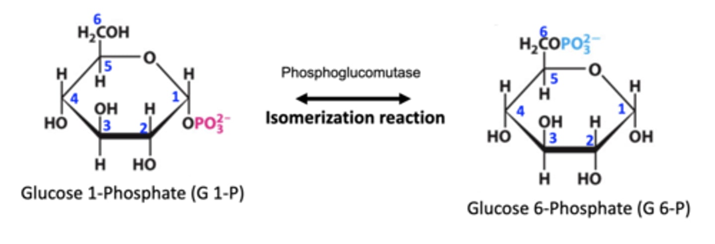 <p>favors the isomerization reaction to form Glucose 6-P <br>-this reaction is readily reversible and the direction of the reaction depends on the concentration of substrates</p>
