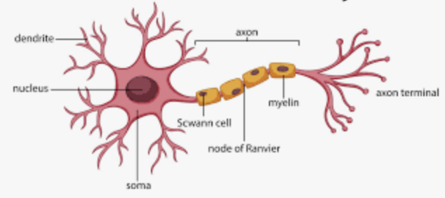 <p><span>the cell body (soma), dendrites, and the axon</span></p>