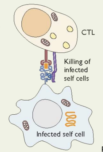 <p>ctotoxic T-lymphocyte </p><ul><li><p>they kill infected cell</p><ul><li><p>cell presents antigen or markers for CTL to identify, and then secretes toxins to kill the cell</p></li></ul></li></ul>