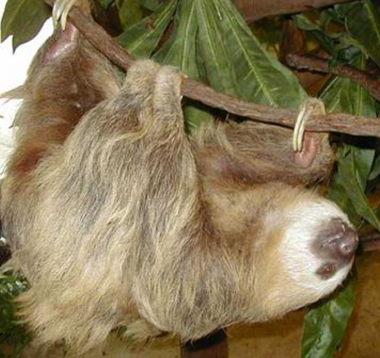 <p>two toed </p>