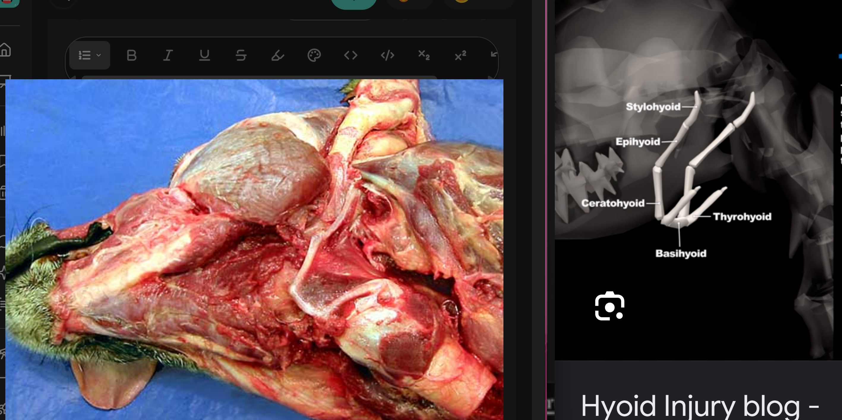<p>*there’s 2 of each of these hyoid bones, except only 1 basihyoid connects both sides</p><ol><li><p>stylohyoid: top bone, at tip</p></li><li><p>epihyoid: below ^</p></li><li><p>ceratohyoid: below ^</p></li><li><p>thyrohyoid: on top of basi and extends out caudally</p></li><li><p>basihyoid: at the base</p></li><li><p>thyroid cartilage of the larynx: large cartilage that forms wall of larynx</p></li><li><p>-</p></li><li><p>- (trachea)</p></li><li><p>-</p></li><li><p>-</p></li><li><p>mandible: 2 of these, left &amp; right, form the jawbone</p></li></ol><p></p>