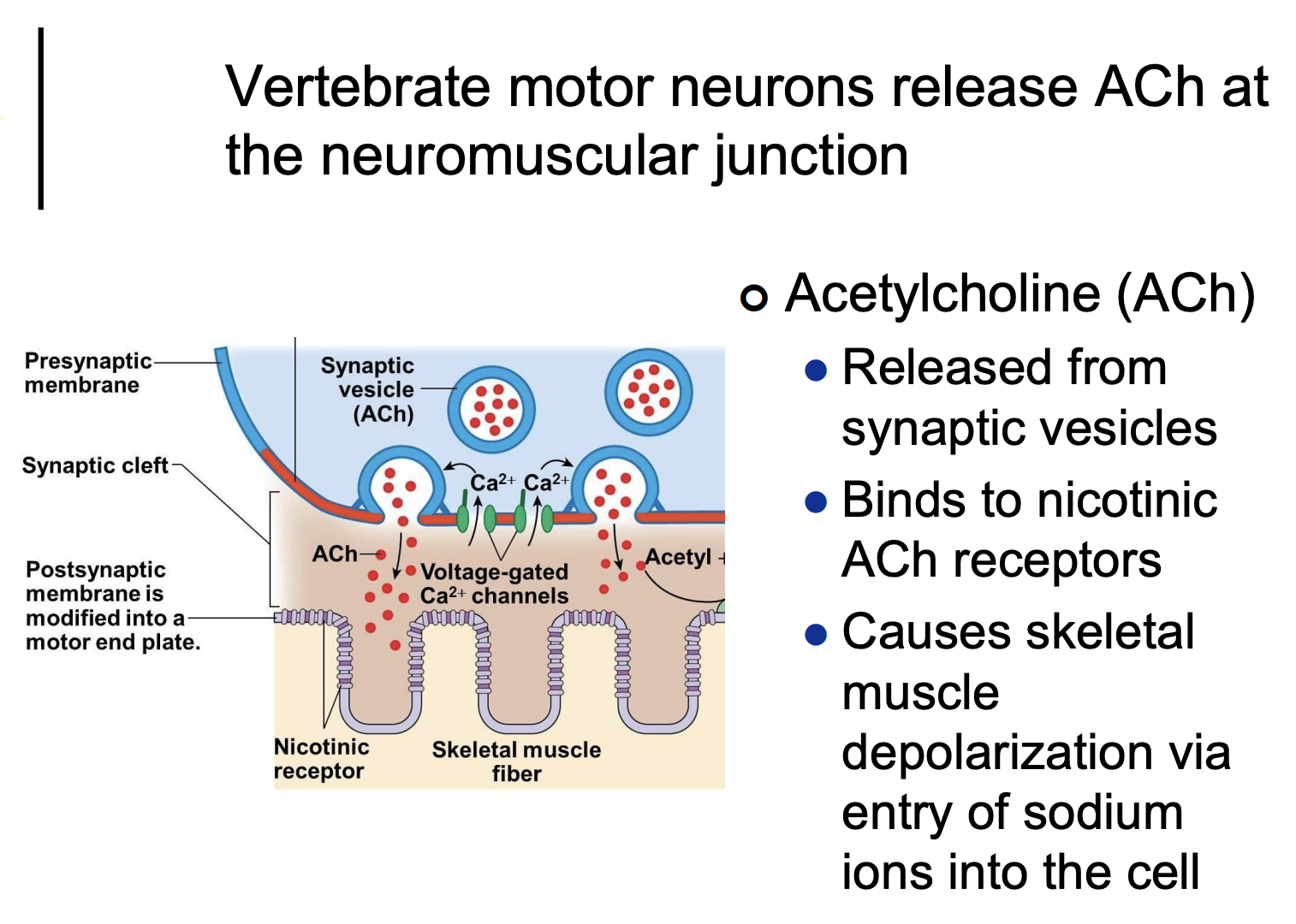 <ul><li><p>Presynaptic membrane/neuron</p><ul><li><p>Ca2+ triggers releases ACh from synaptic vesicles</p></li><li><p>ACh released into NMJ</p></li></ul></li></ul><ul><li><p>Postsynaptic membrane</p><ul><li><p>ACh binds to <strong>nicotinic</strong> recepetors</p></li></ul></li><li><p>Causes skeletal muscle depolarization via entry of <strong>Na+ ions</strong> into the cell</p></li><li><p>Contraction</p></li></ul><p></p>