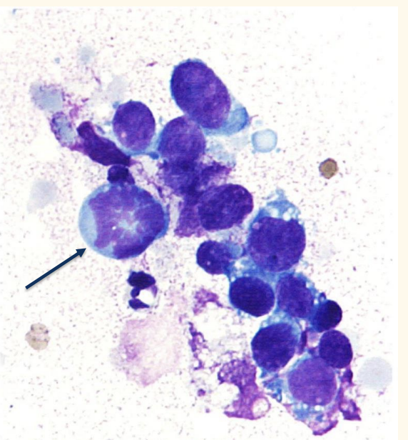 <p>What is this? Same dog as the previous slide</p>