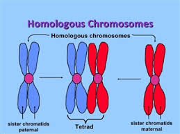 <p>4 chromatids</p>
