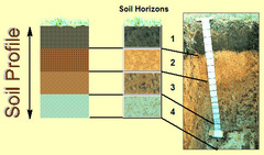 vertical slice through the soil