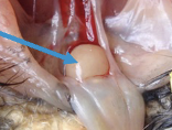 <ul><li><p>located dorsal to the cloaca and easily found in chicks but regresses by sexual maturity</p></li><li><p>responsible for the production of B-lymphocytes</p></li></ul>