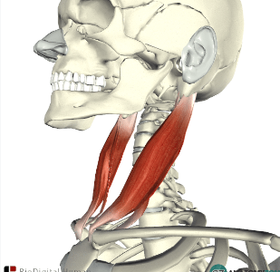 <p>Sternocleidomastoid</p>