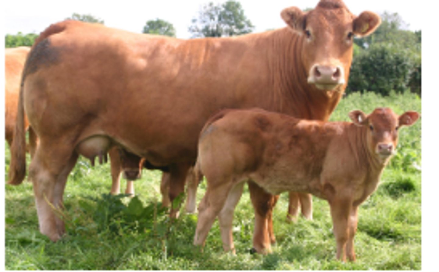 <p>What is this beef cow breed?</p>