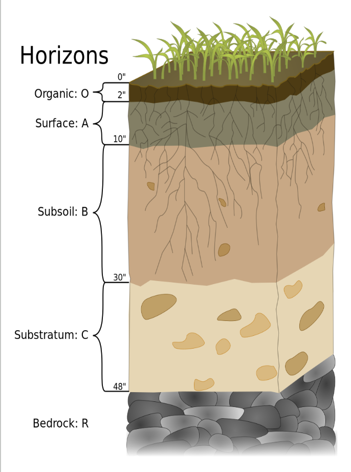 <p>Soil Horizons (layers)</p>