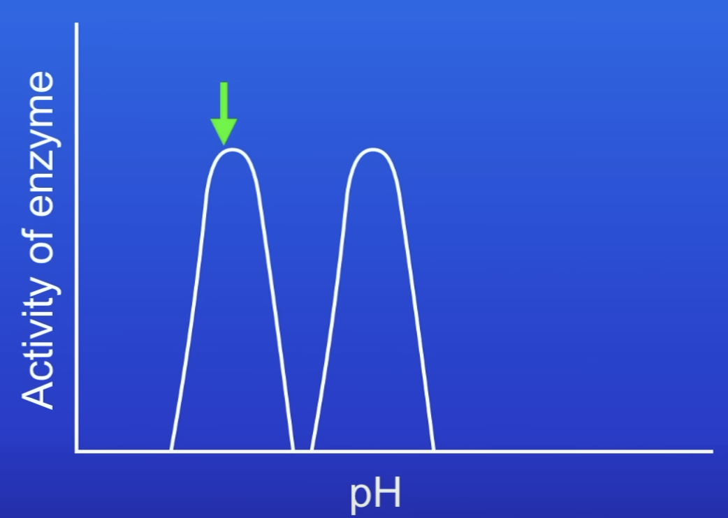 <p>Acidic pH</p><ul><li><p>Eg protease</p></li></ul>