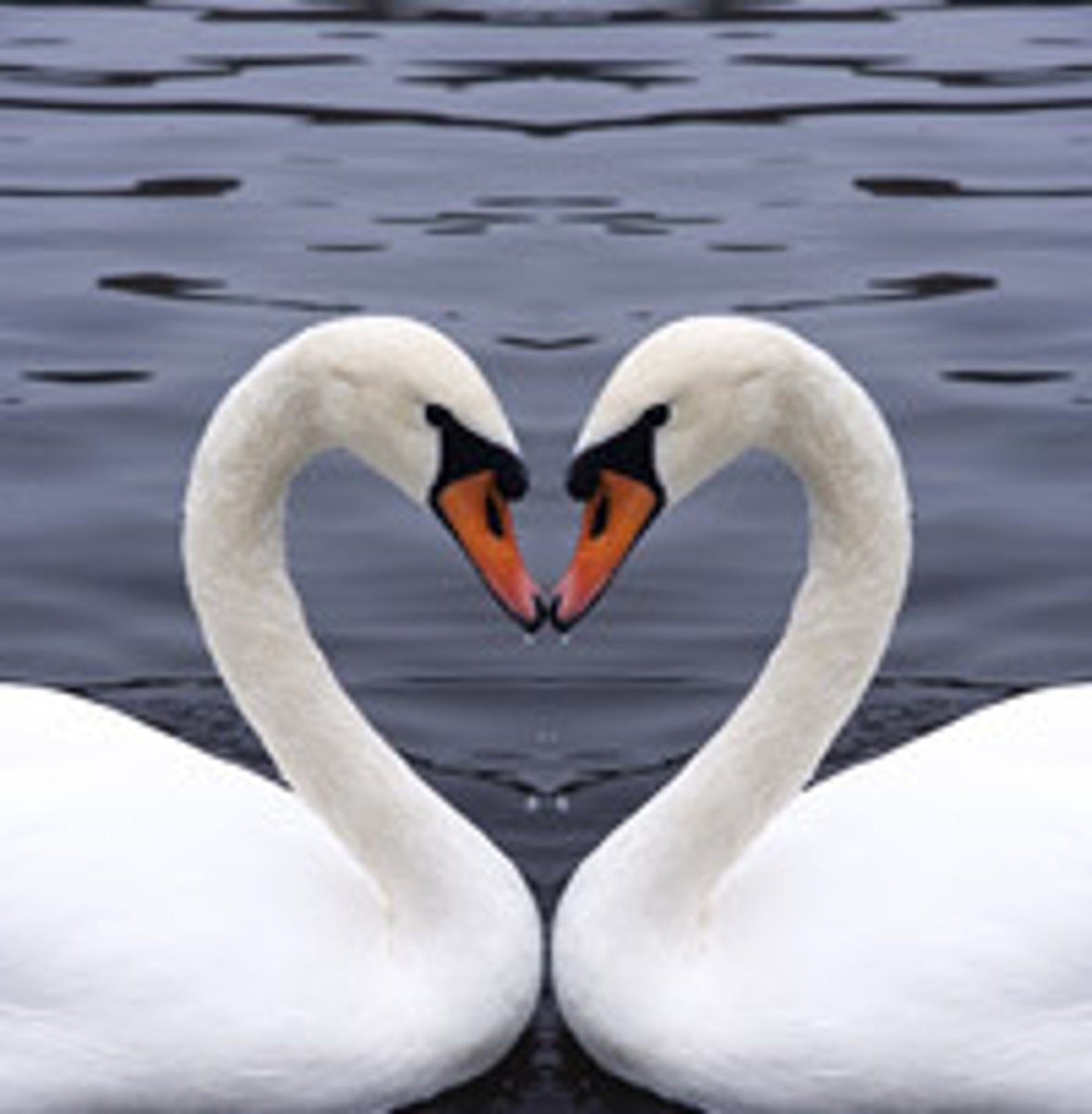 <p>v breed = couple, reproduce, pair, procreate &gt;&lt; separate, divorce, remain single, be infertile giao phối They eat, rest, and mate later. /meɪt/ find a mate (tìm bạn tình)</p>