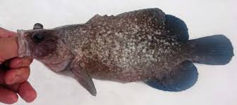 <p>sloping forehead (kind of concave)</p><p>Mottled and covered with pale indistinct blotches and spots</p><p>lower jaw and abdomen are pale</p><p>looks moldy→ like moldy cheese it is → greater…</p>