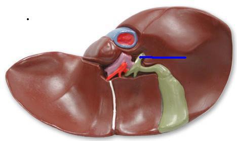 It is a liquid made in the liver and stored in the gall bladder.
It is alkaline to neutralise hydrochloric acid from the stomach.
It also emulsifies fat to form small droplets, increasing the surface area for enzymes to act on.
The alkaline conditions and large surface area increase the rate at which fat is broken down by lipase.
Does not contain any enzymes, so it does not digest fat molecules. It just breaks up fat droplets into smaller ones.