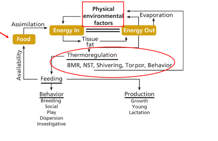 <p>what energy is required to perform typical behaviors (growth, reproduction etc.)</p>
