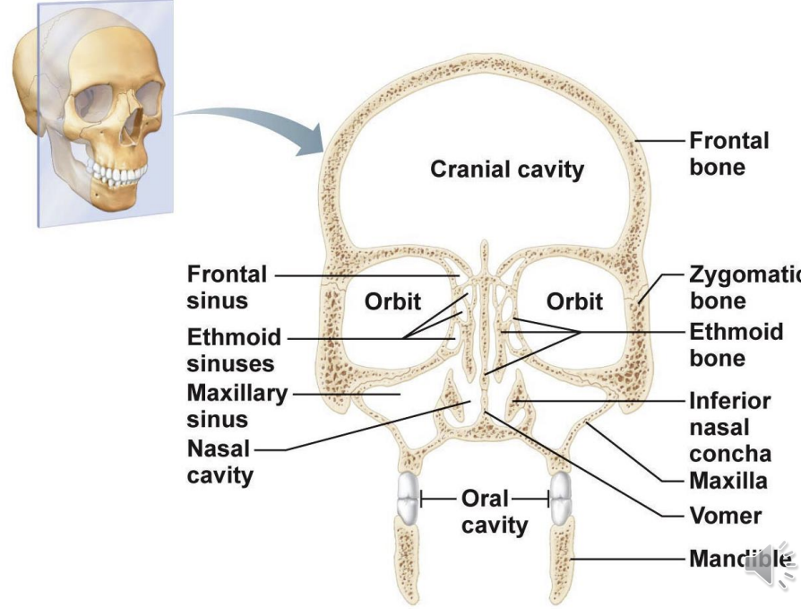 <p>cranial cavity - encloses the brain</p><p>orbital cavity - encloses the eyes</p><p>nasal cavity - olfactory apparatus</p><p>passage way to respiratory system</p><p>hallow - paranasal sinuses 4 of them - help lighten the weight of the skull</p><p>allow air to circulate, contain mucus and vascularised so allow air to be warmed up before reaching the lungs, provide resonance to sound</p>