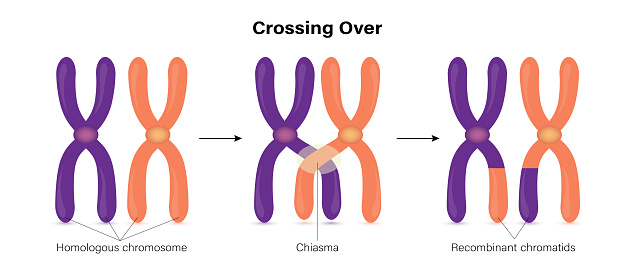 <p>Also known as “crossing over.” Describes the exchange of genetic information between homologous chromosomes. Usually occurs during prophase I of meiosis and increases the genetic diversity of the resulting gametes.</p>