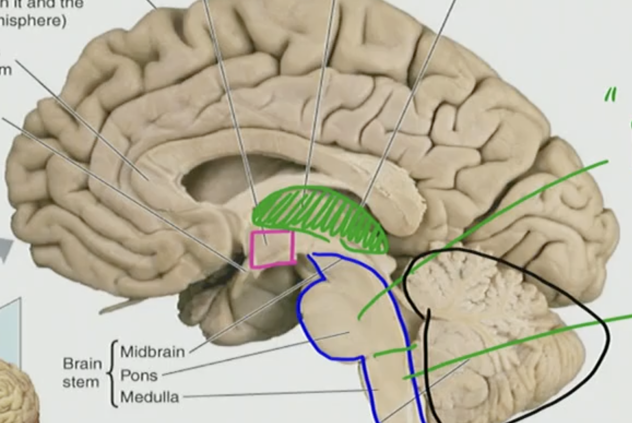 <p>The black outlined triangle is the?</p>
