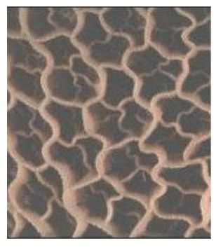 <ul><li><p><strong>Honeycomb </strong>appearance; can <strong>capture nutrients</strong> and<strong> trap foreign materials</strong> (wire, nails, etc.) that are accidentally swallowed (Can cause “hardware disease”).</p></li><li><p>Rich in <strong>bacteria </strong>(fermentation vat).</p></li></ul><p></p>