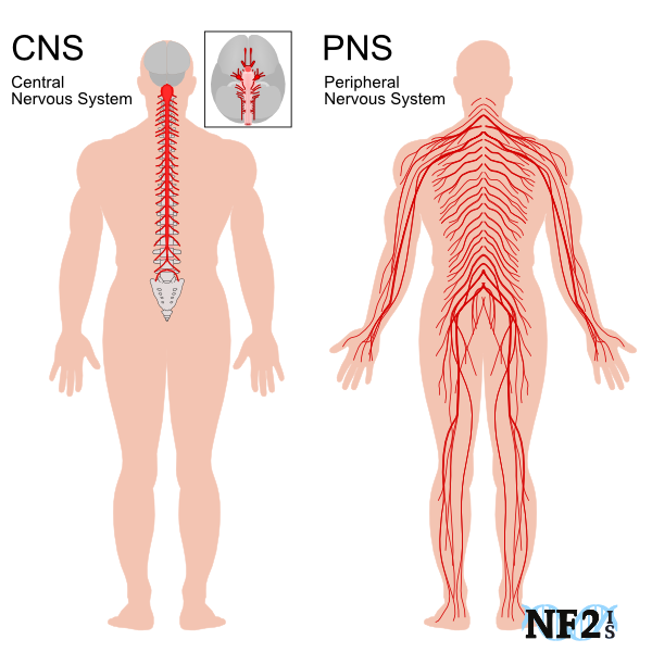 <p>Central nervous system (CNS) comprises of the brain and spinal cord whereas peripheral (PNS) is everything else.</p>