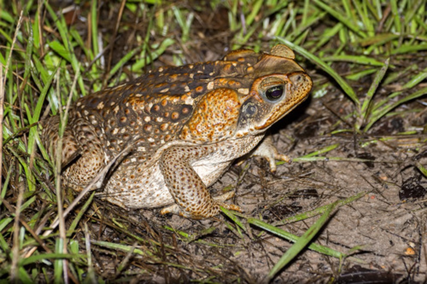 <p>These are grayish-brown or reddish-brown amphibians that can be up to 9 inches in length. They are native from Amazon basin to the lower Rio Grande Valley in Texas. This animal was first introduced to Florida in the 1930s and 40s to control agricultural pests that harmed sugar cane production. They secrete bufotoxin that can cause illness or mortality to animals that bite or eat it. They also compete with native amphibians for food and breeding grounds.</p>
