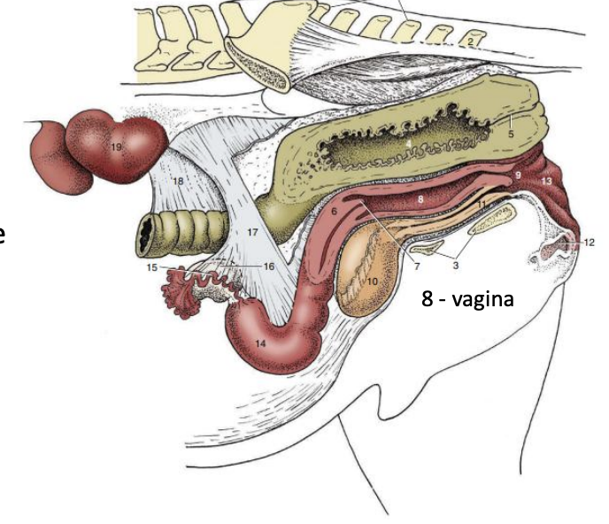 <ul><li><p><span style="color: green;"><strong>Cranial part</strong></span></p></li><li><p><span style="color: red;"><strong>Caudal part </strong></span></p></li></ul><p></p>