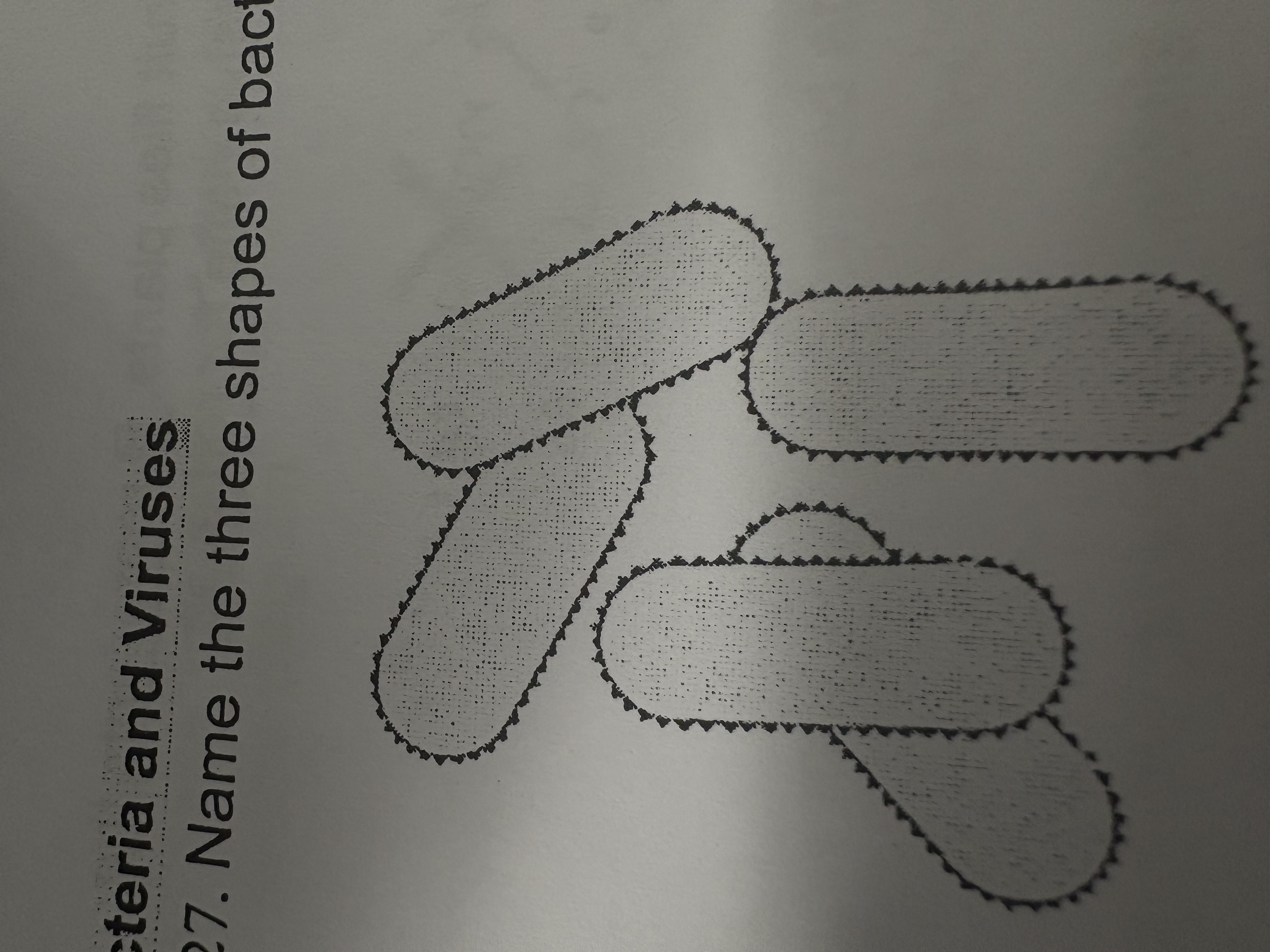 <p>What is this bacteria shape?</p>