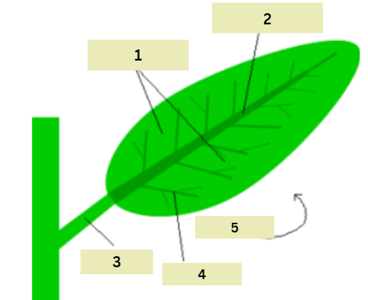 <ol start="2"><li><p>travels the length of the leaf and branches to each side</p></li></ol><p></p>