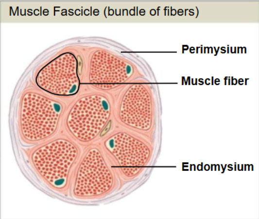 <ul><li><p>Surrounds individual muscle cells (muscle fibers)</p></li><li><p>Contains capillaries and nerve fibers contacting muscle cells</p></li><li><p>Contains myosatellite cells (stem cells) that repair damage </p></li></ul><p></p>