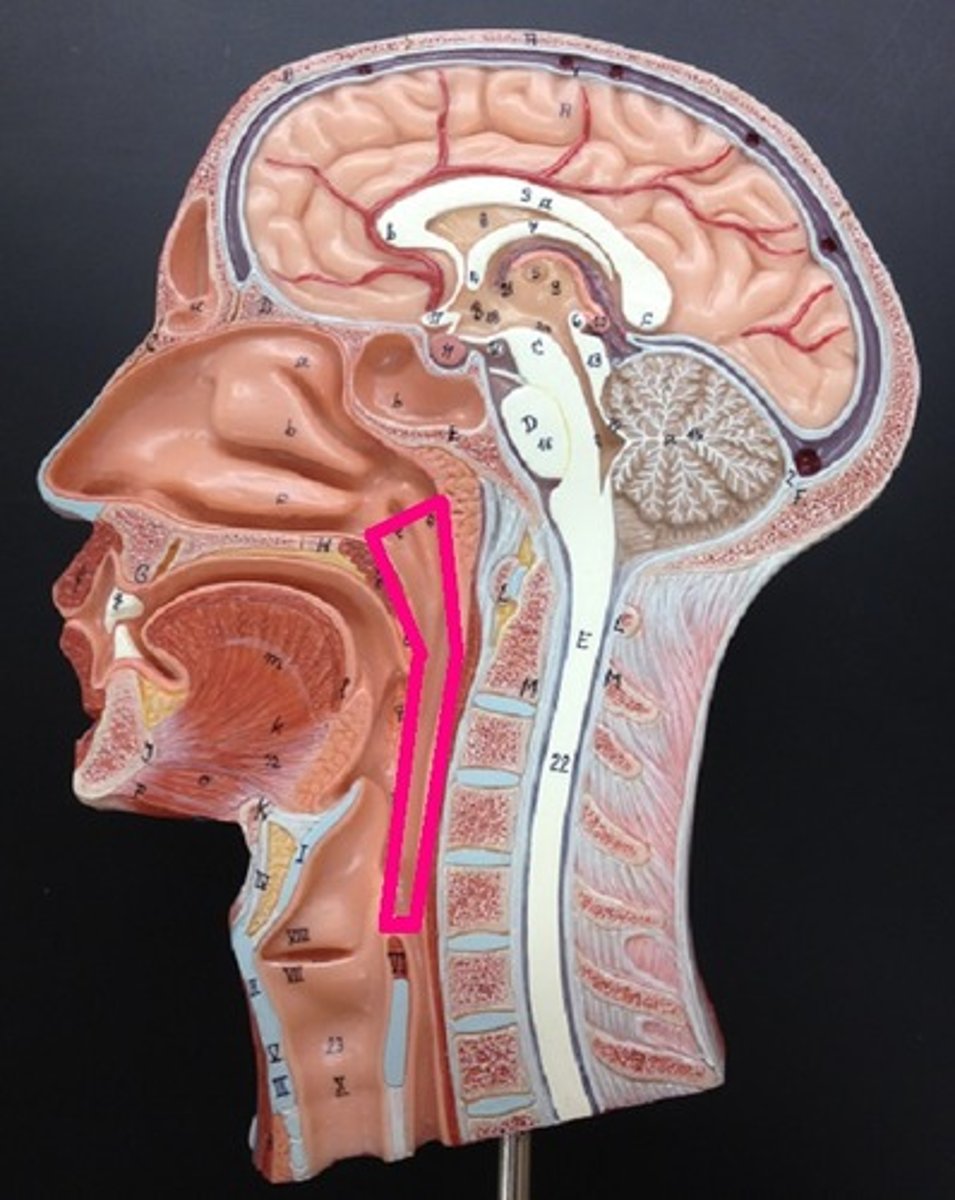 <p>The throat; connects the nose/mouth to the larynx and esophagus.</p>